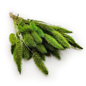 Setaria Séchée – Verte