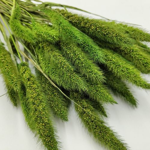 Setaria suszona zielona zblizenie.png