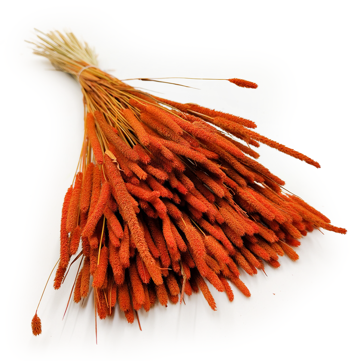 Herbe séchée – Fléole (Phleum) – Rouille