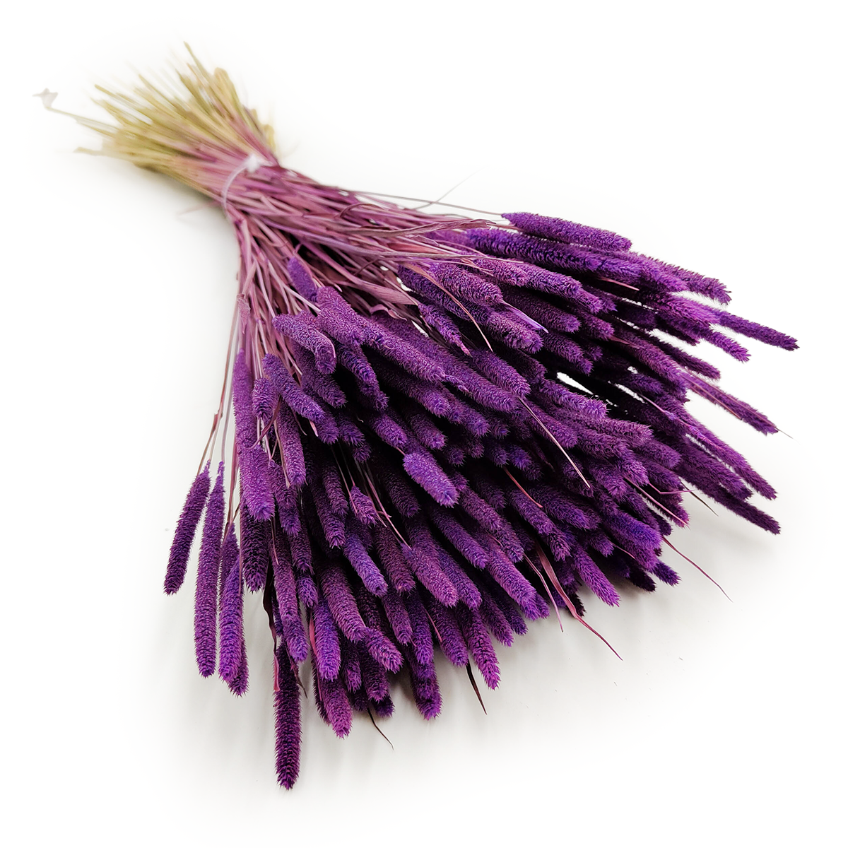 Herbe séchée – Fléole (Phleum) – Violette