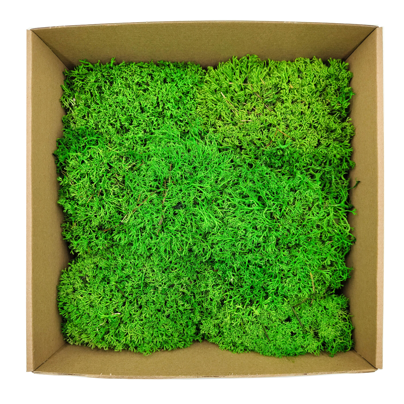 Chrobotek Poduszkowy Kulisty Jasnozielony okladka 3.png