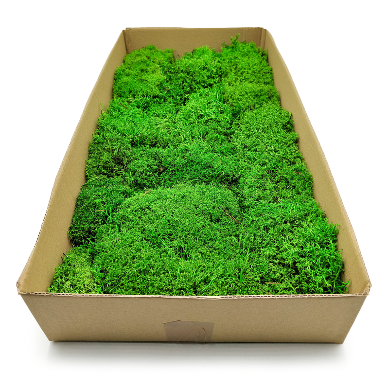 Chrobotek Poduszkowy Kulisty Jasnozielony okladka.png