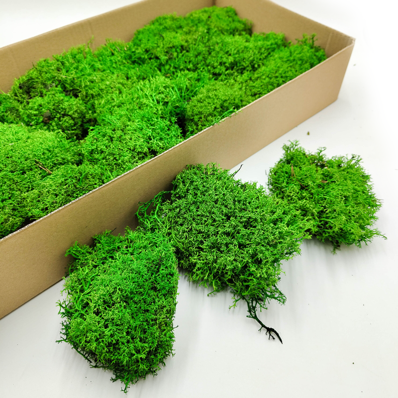 Chrobotek Poduszkowy Kulisty Jasnozielony 2.png