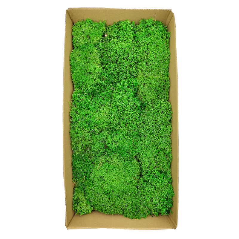 Chrobotek Poduszkowy Kulisty Jasnozielony 3.png