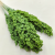 Sorgo Zielone zblizenie.png