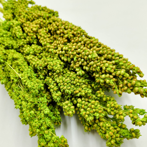 Sorgo seledynowe zblizenie.png