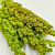 Sorgo seledynowe zblizenie.png