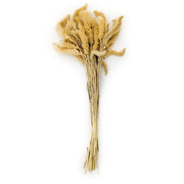 Setaria suszona bielona cala.png