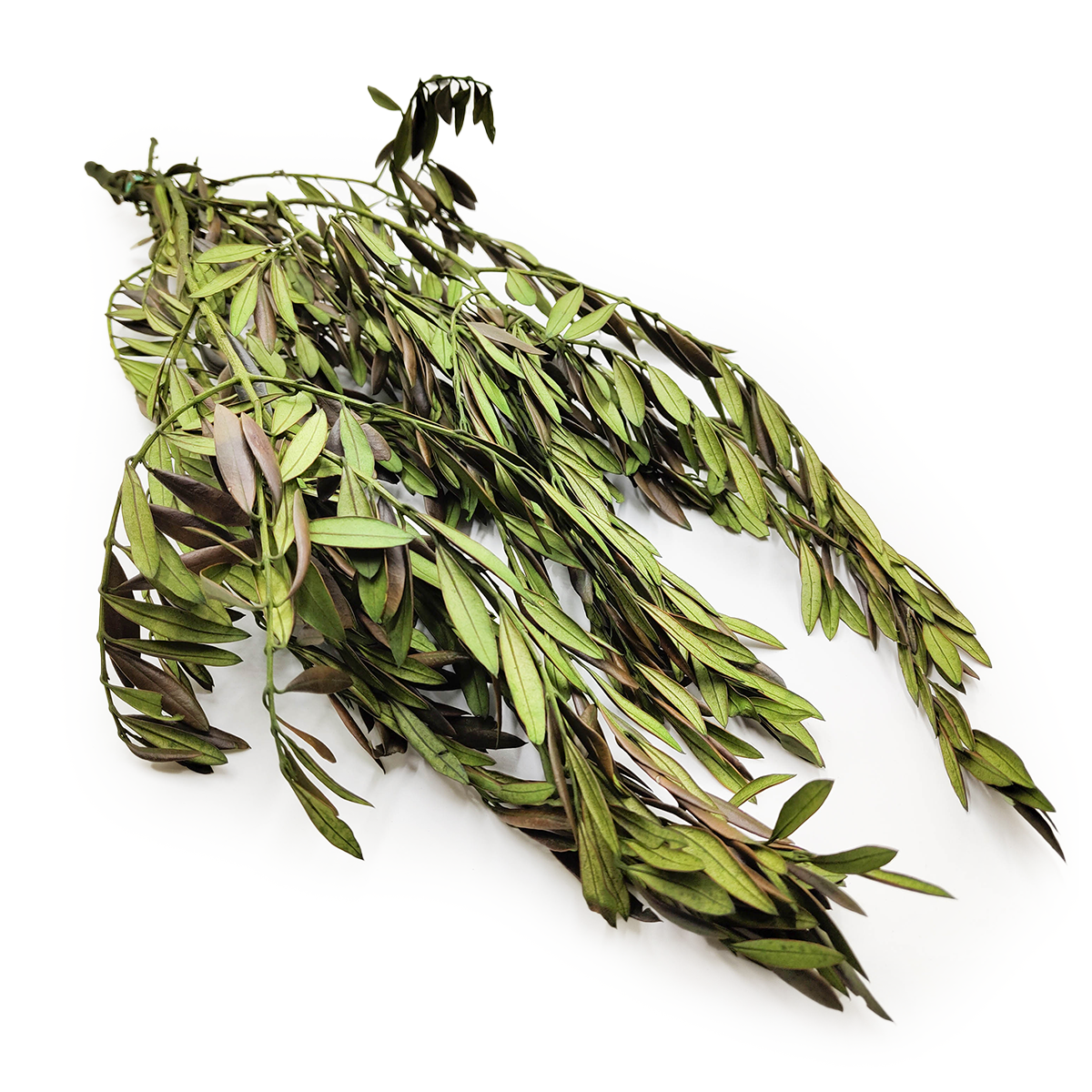Olivier stabilisé – Olea – Vert
