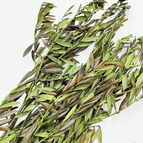 Oliwka Stabilizowana zbliz.png