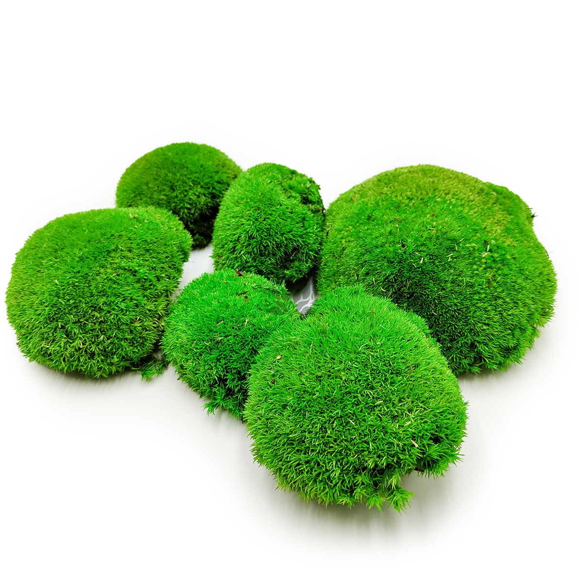 Mousse boule – Vert Moyen Naturel – 0,1m² (40x25cm) – Suède
