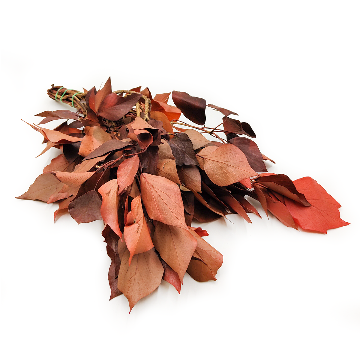 Lierre stabilisé – Rouge – Hedera