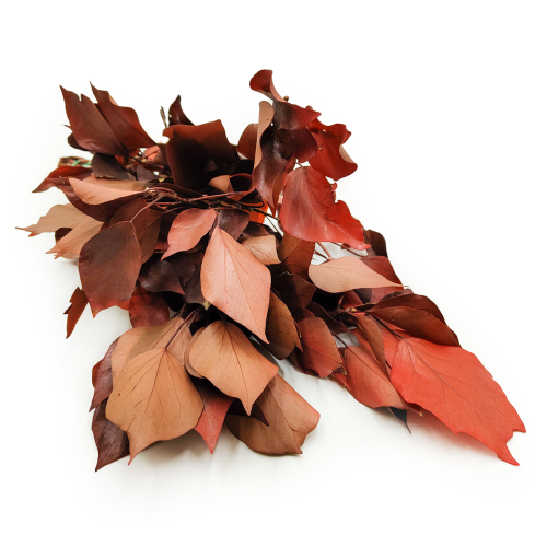 Bluszcz Stabilizowany Czerwony okladka1.png