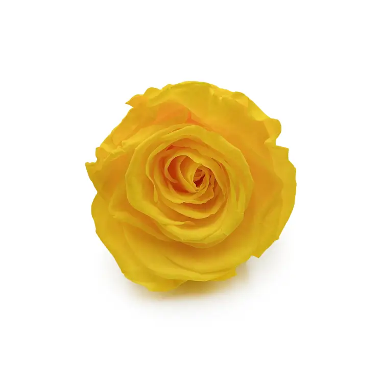 Róża Stabilizowana Canary Yellow okladka.png