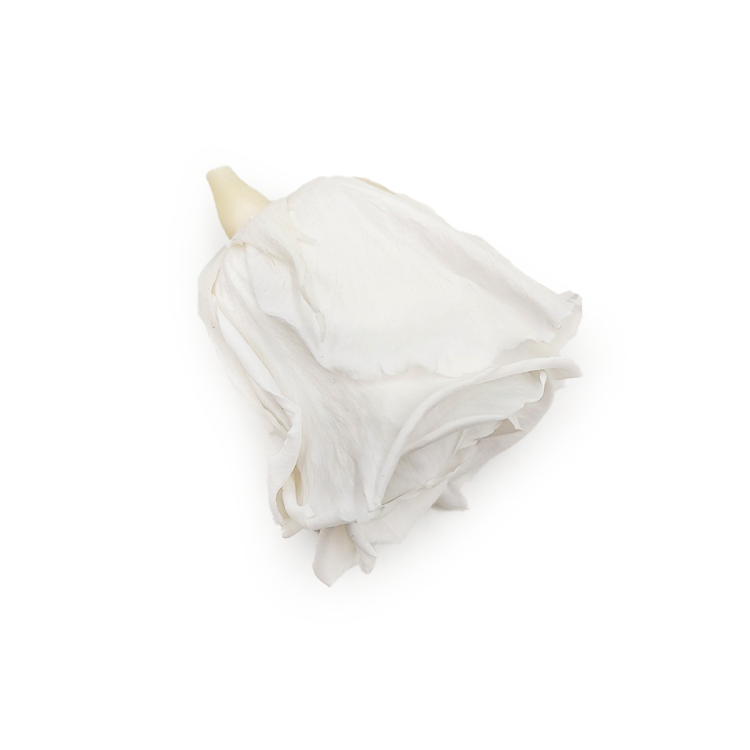 Róża Stabilizowana Ivory gora.png