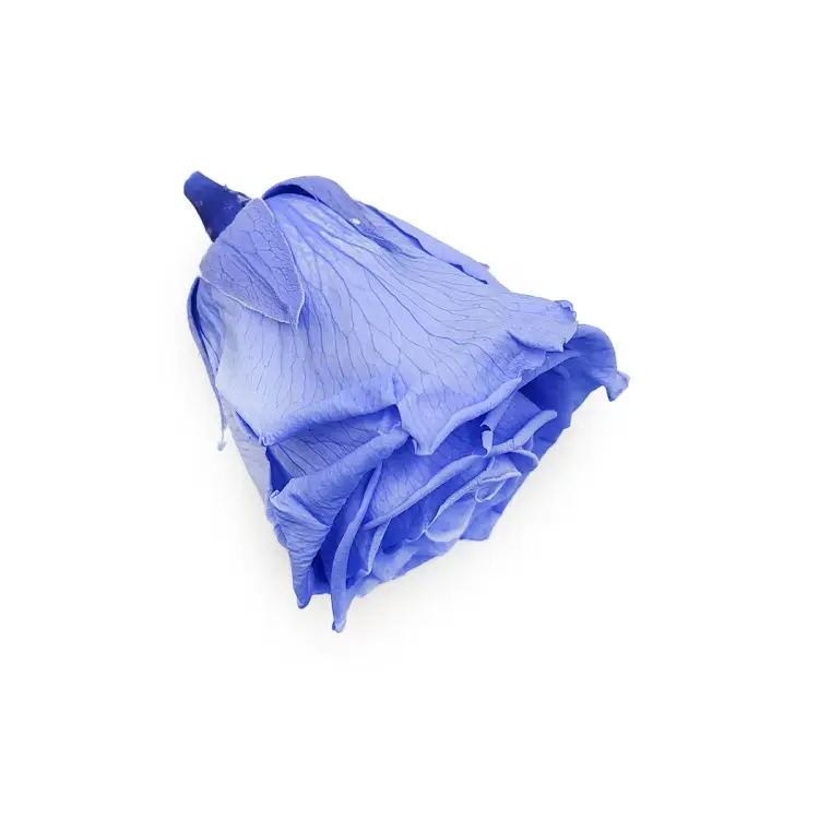 Róża Stabilizowana Marine Blue gora.png