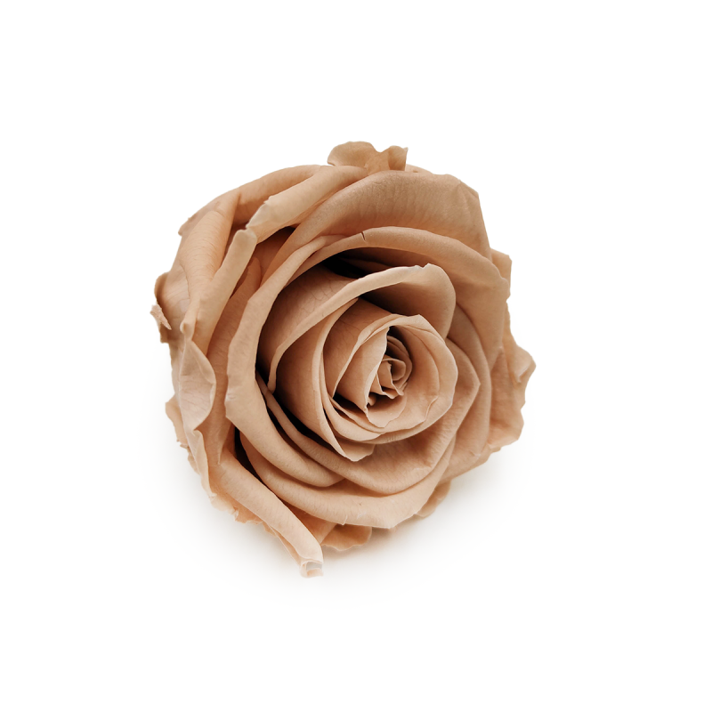 Róża Stabilizowana Nude skos.png