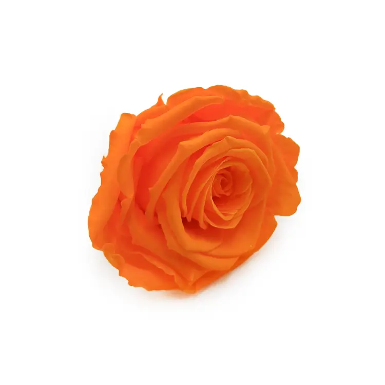 Róża Stabilizowana Orange skos.png