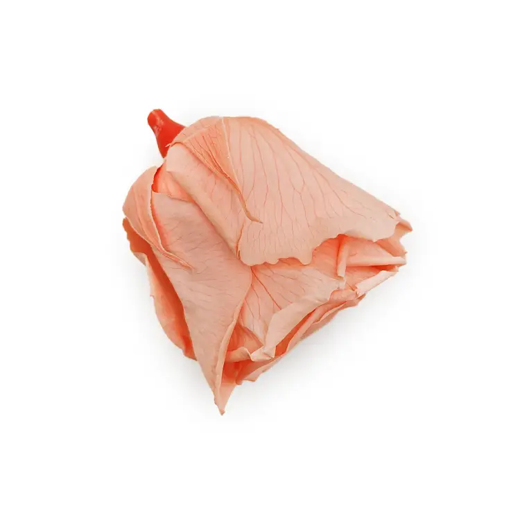 Róża Stabilizowana Peach gora.png