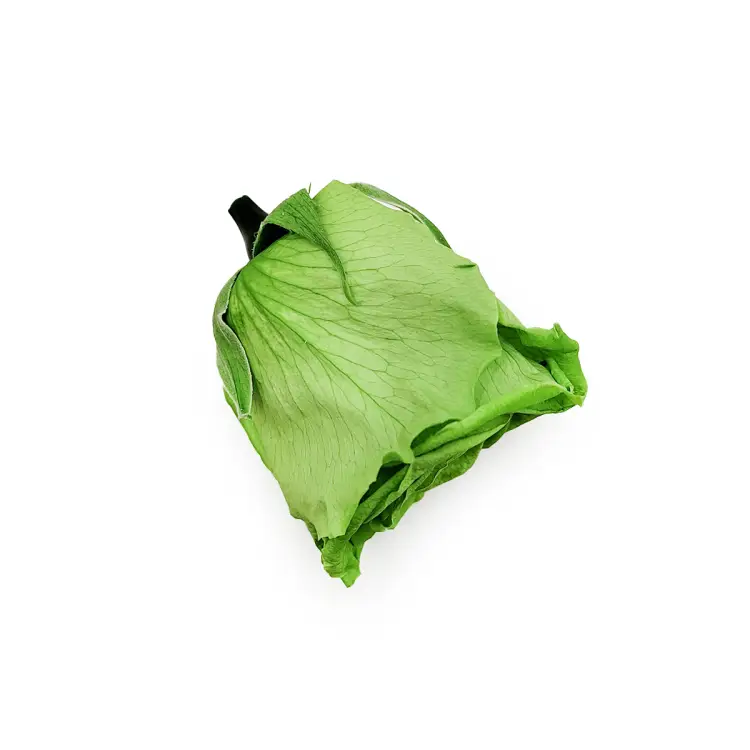 Róża Stabilizowana Prairie Green gora.png