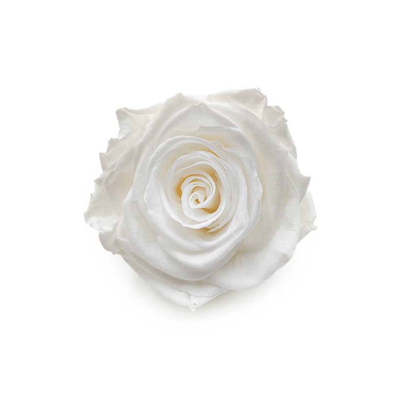 Róża Stabilizowana Princess White okladka.png