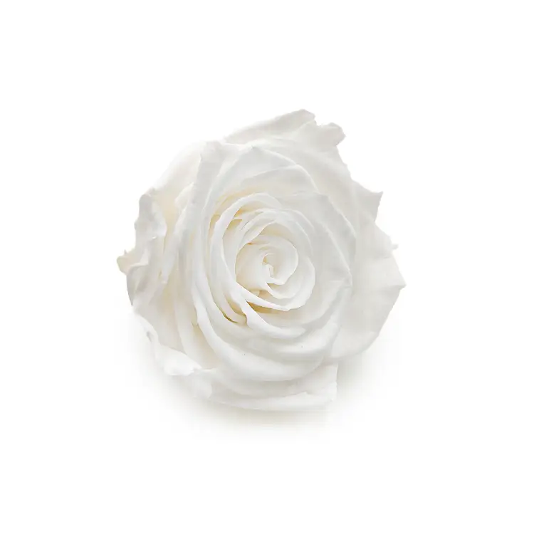 Róża Stabilizowana Princess White skos.png