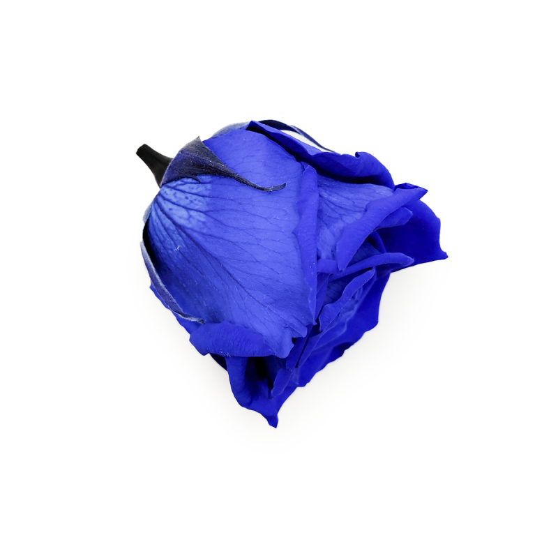 Róża Stabilizowana Sapphire Blue gora.png