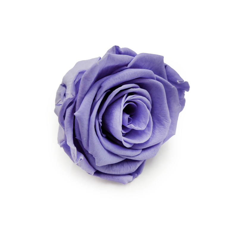 Róża Stabilizowana Very Grape skos.png