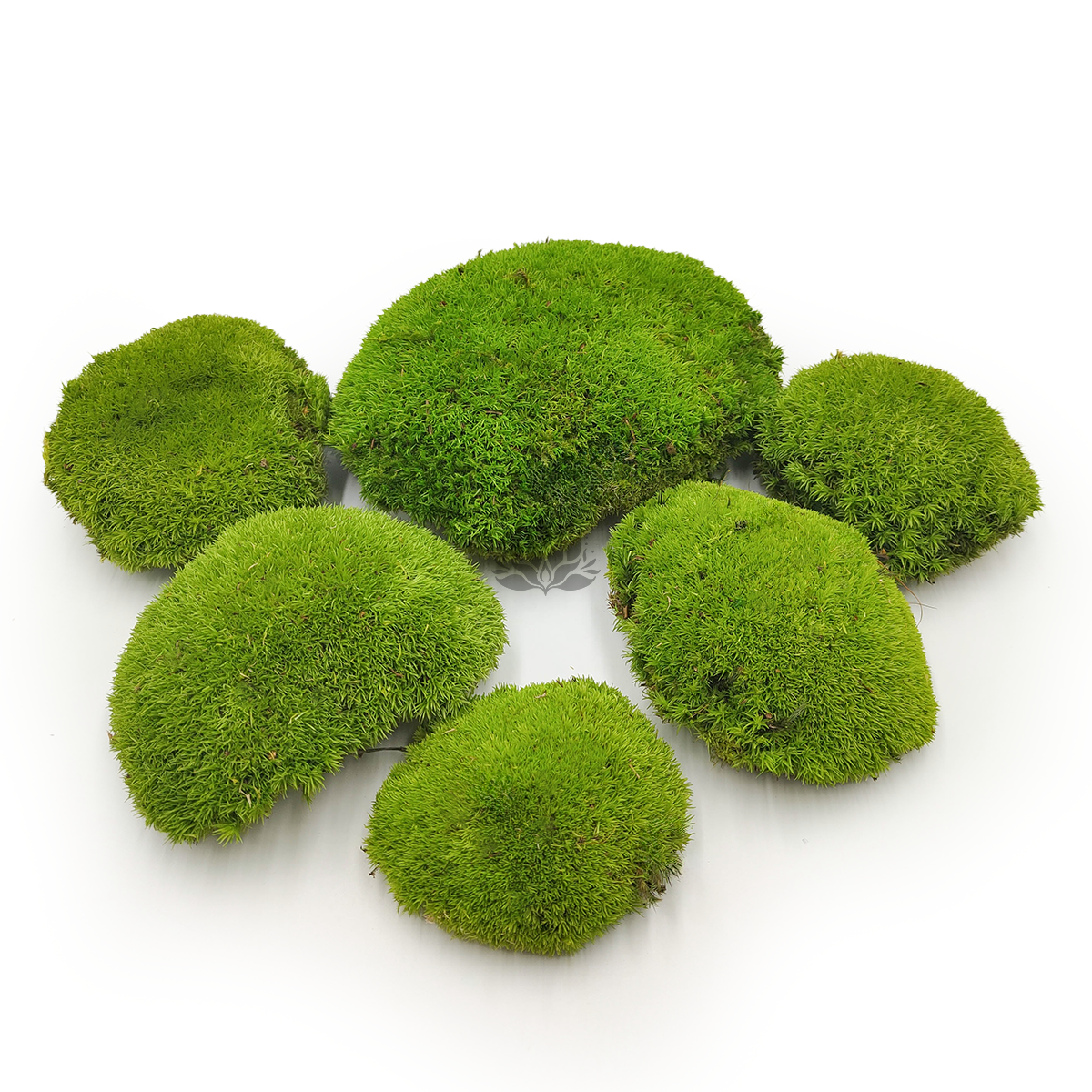 Mousse boule – Vert Clair Naturel – 0,1m² (40x25cm) – Suède
