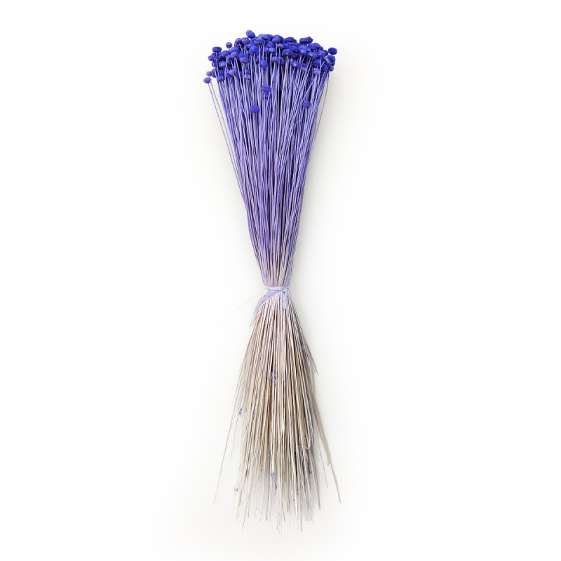 Amarelino amarelinho fioletowe.png