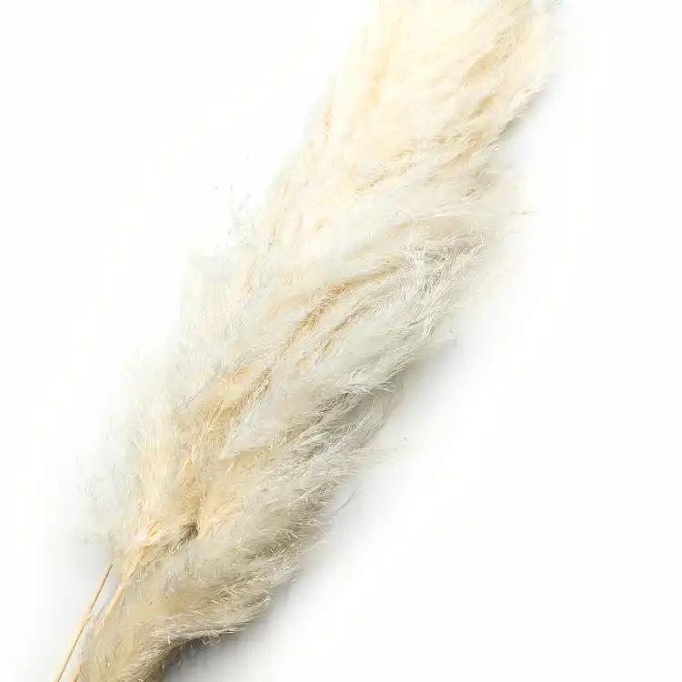 Pampas Bielony.png
