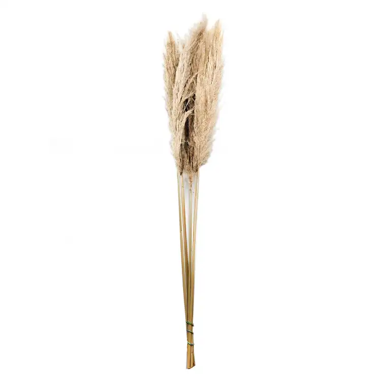 Trawa pampasowa naturalna bukiet 5szt.png