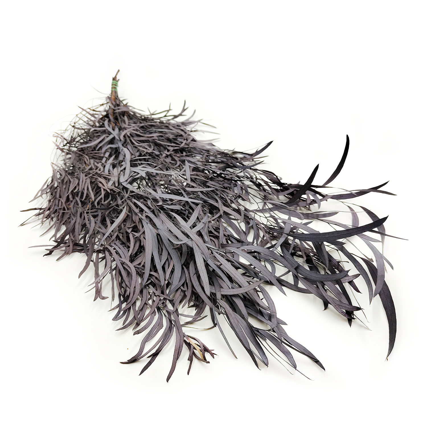 Eucalyptus stabilisé – Nicoly – Bordeaux Foncé