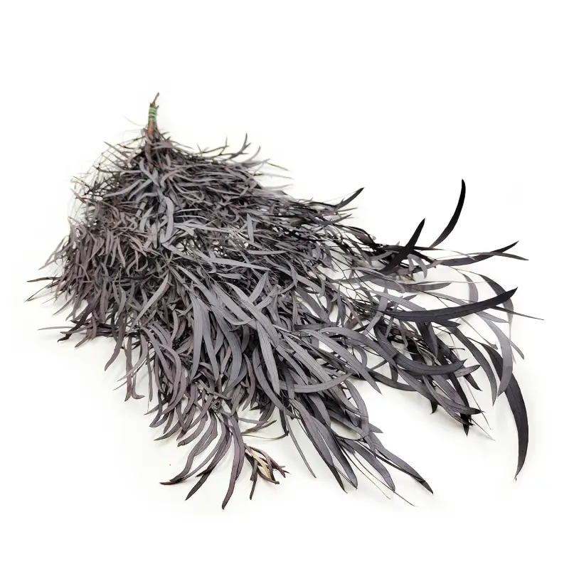 Eukaliptus Nicoly Ciemno bordowy okl.png