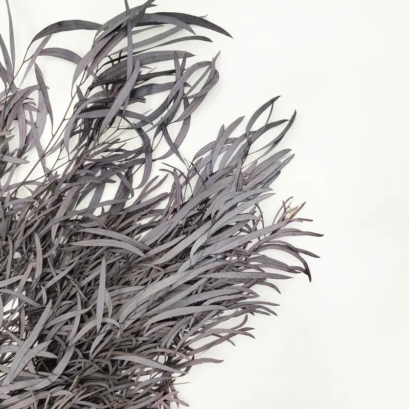 Eukaliptus Nicoly Ciemno bordowy zbliz.png