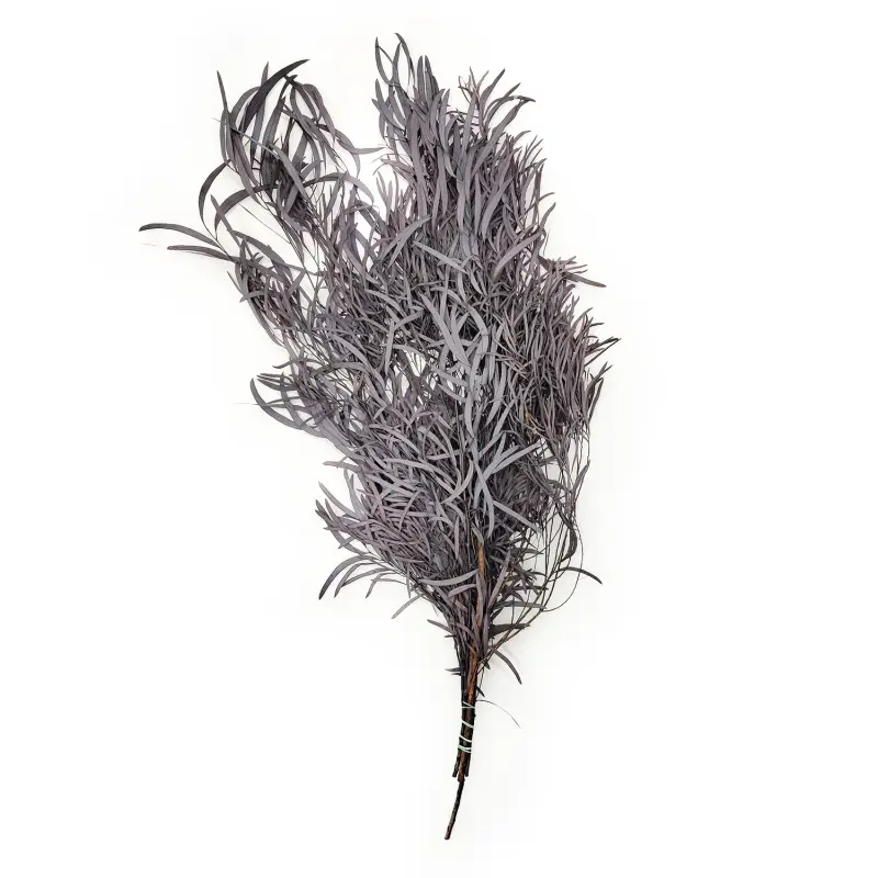 Eukaliptus Nicoly Ciemno bordowy.png