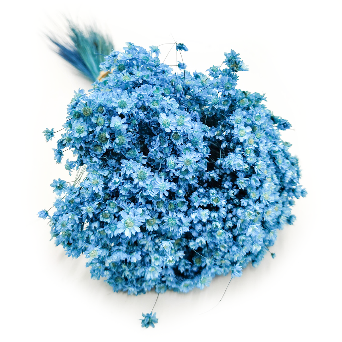 Glixia Séchée – (Glixia Marcela) – Bleue