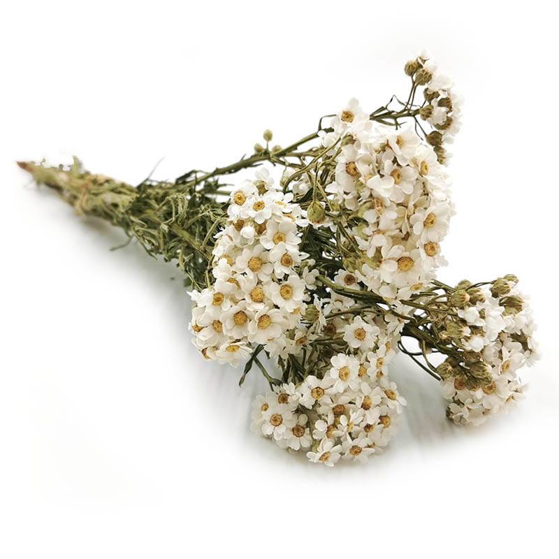 Oxodia Séchée – Couleur Naturelle