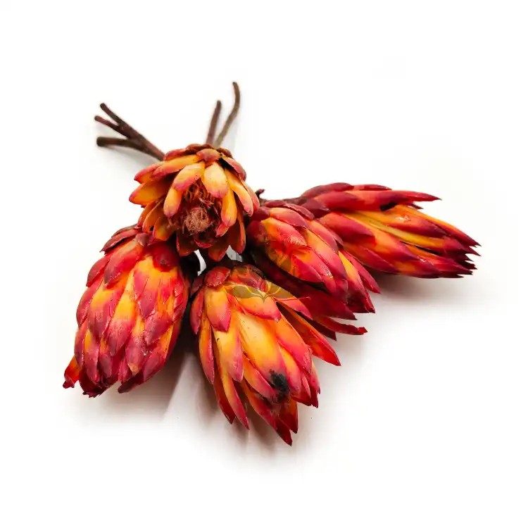 Protea Repens protea suszona czerwona okl.png