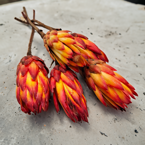 Protea Repens protea suszona czerwona 1.png