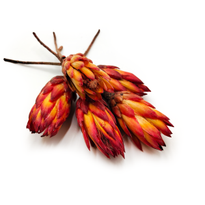 Protéa Séchée – (Protea repens) – Rouge – 5 tiges