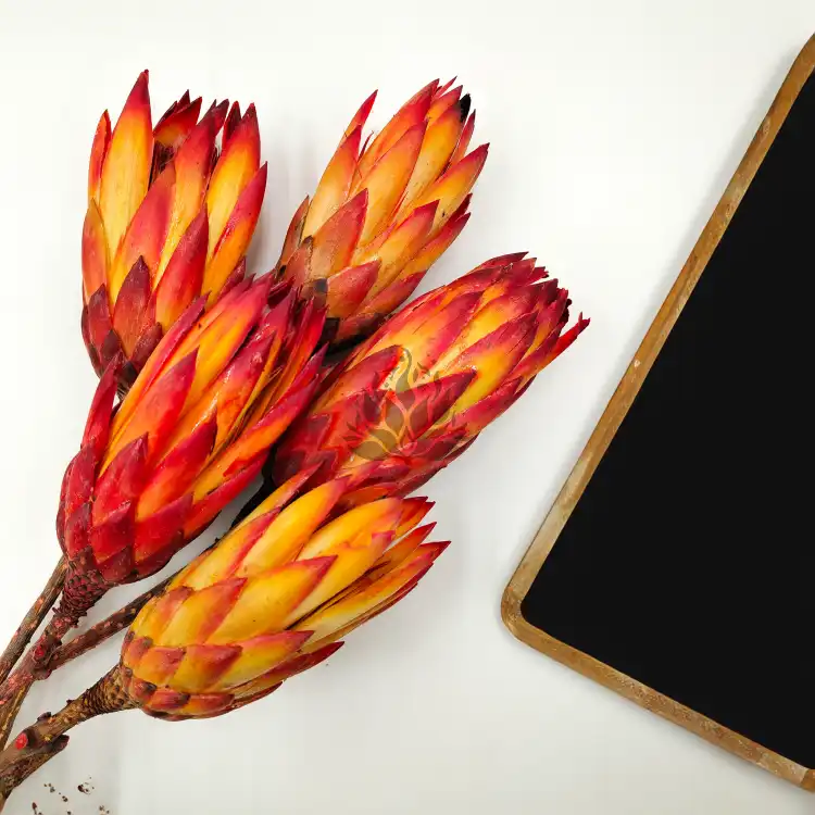 Protea Repens protea suszona czerwona 4.png