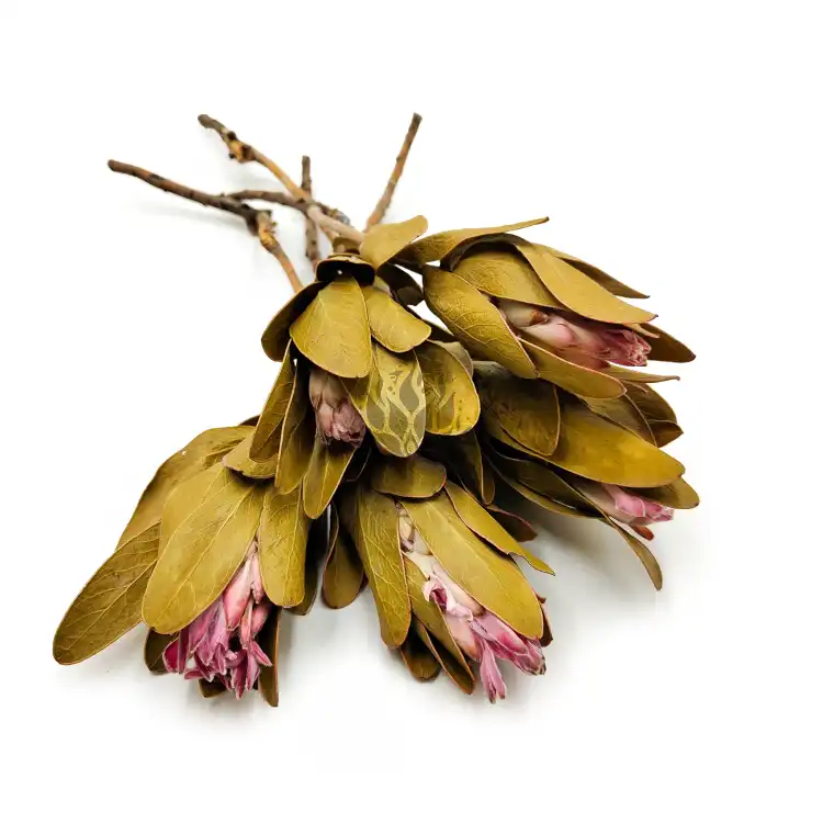 Protea Repens protea suszona rózowa z lisciem okl.png