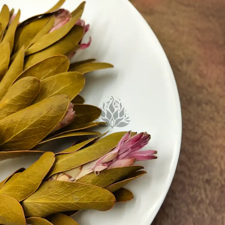 Protea Repens protea suszona rózowa z lisciem1.png