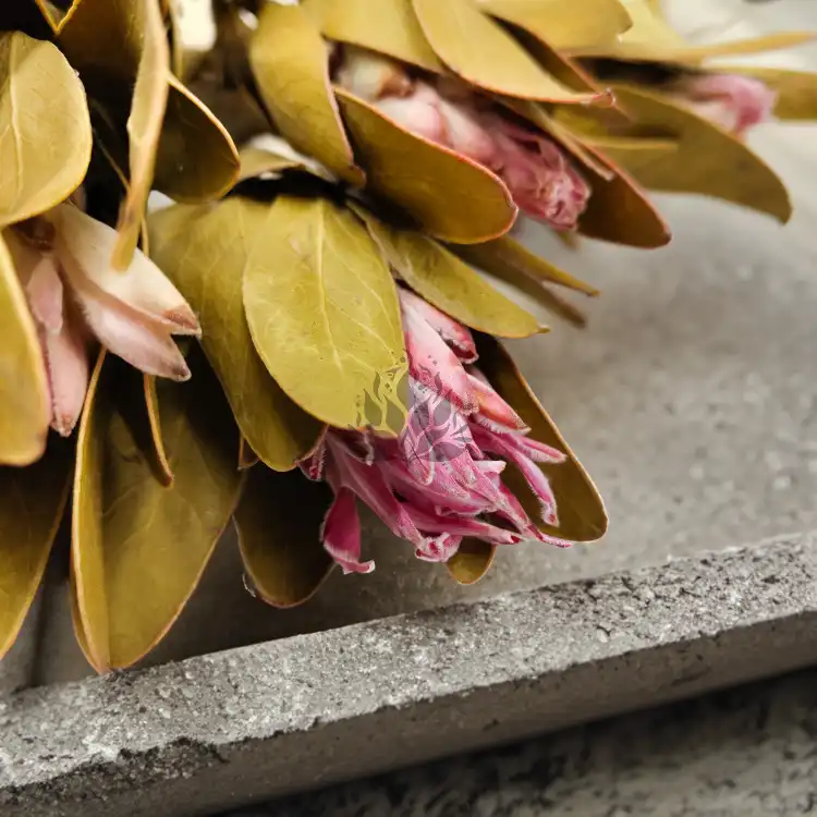 Protea Repens protea suszona rózowa z lisciem4.png