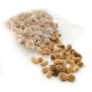 Casuarina blanchie 100 g - végétal exotique séché