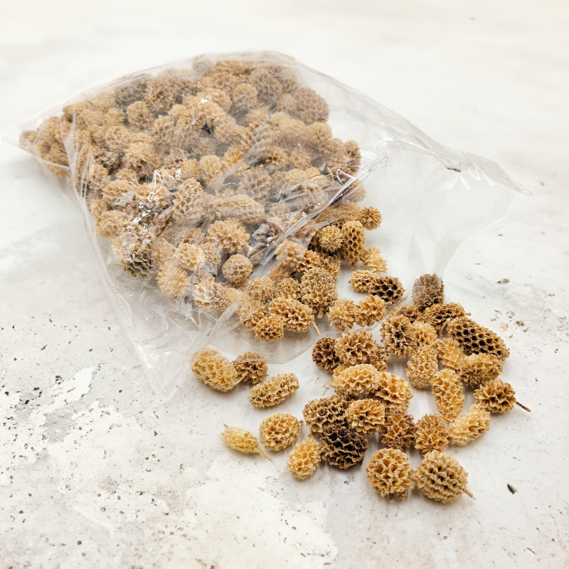 Casurina Bleached Bielona okl1.png