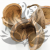 Budda Nut Natural zbl1.png