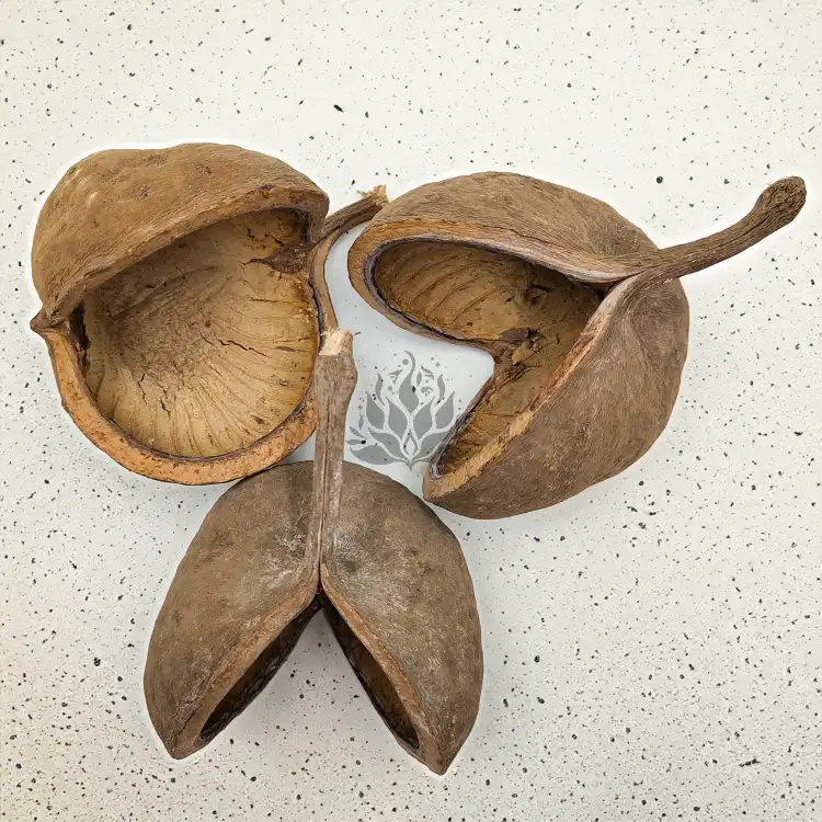 Budda Nut Natural zbl3.png