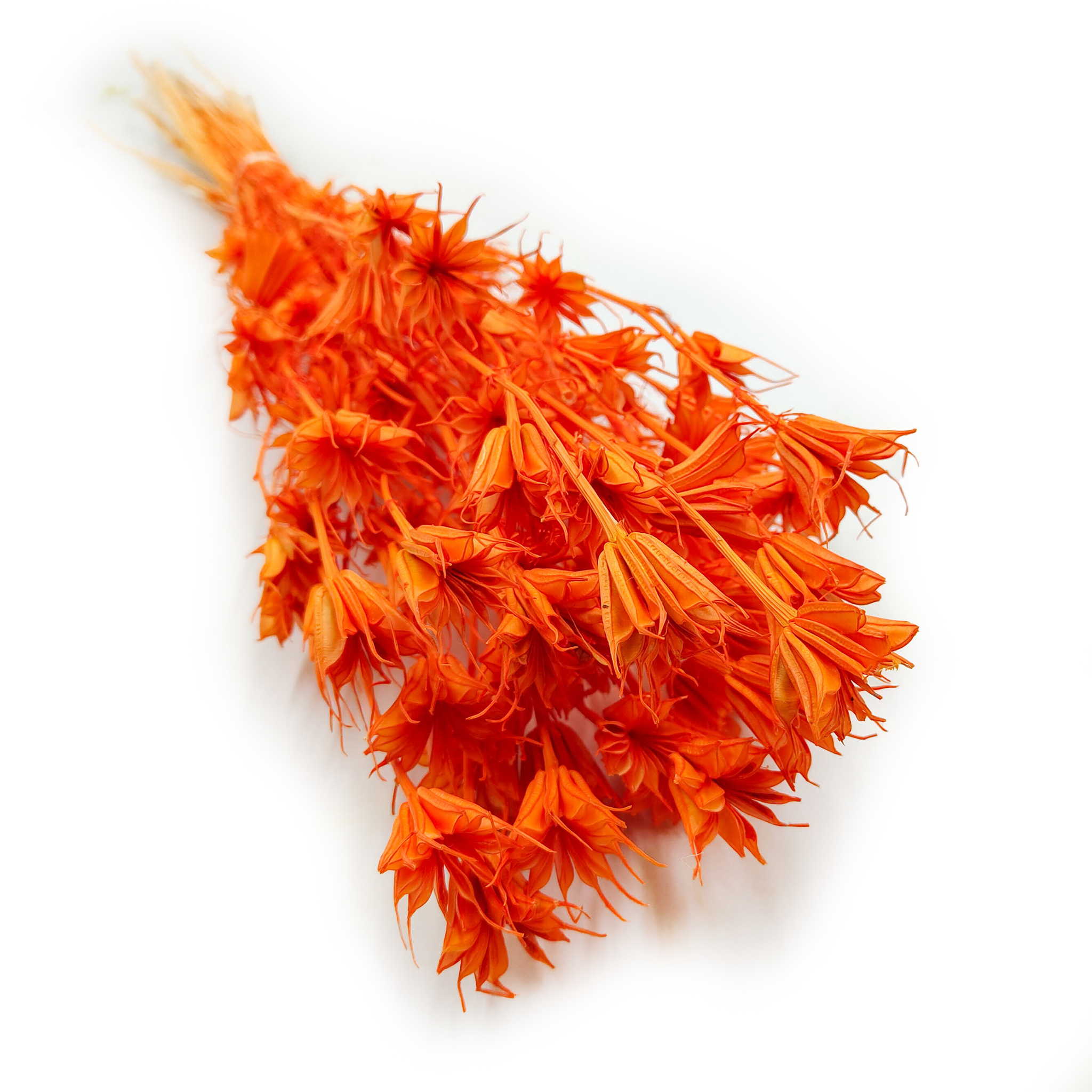 Nigelle Orientale Séchée – (Nigella Orientalis) – Pêche